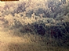 Bais HaChaim Restoration 1984, 3/29/1985